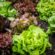 biljna ulja salata tokom cele godine azot u povrtnjaku bolesti salate