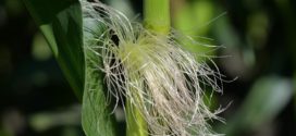 kukruzna svila prinos useva kukuruz zahteva proizvodnja semena kukuruz