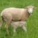 porozne kosti jagnjad jagnjenje ovca mleko british milkship ishrana bremenitih podsticaji 2018. ovce bremenitost ishrana ovaca tov ovaca