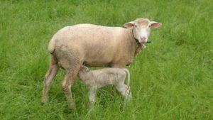jagnjenje ovca mleko british milkship ishrana bremenitih podsticaji 2018.