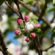 kalem vosak rutava buba voćnjak oprašivanje cvetni pupoljci zaštita bakteriozna alternativna rodnost za rezidbu jabuka rezidba voća pepelnica jabuke urea u jesen