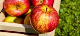 jabuka svet stratifikovanje semena bolesti u jabučnjaku jabuka trešnja nove sorte jabuka