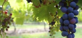 vinogradarski registar virusi bakar botritis vinograd đubrenje vinova loza bor mikroelement PEPELNICA