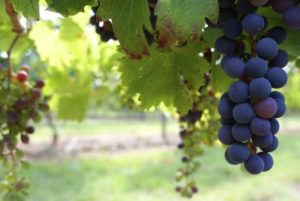 vinogradarski registar virusi bakar botritis vinograd đubrenje vinova loza bor mikroelement