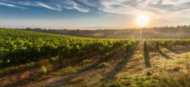 podmlađivanje rekonstrukcija vinograda visoke temperature smederevka ipard investicije vinograd zimsko mirovanje vinograd visoke temperature