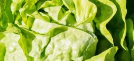 salata sadnja salate salata bolest