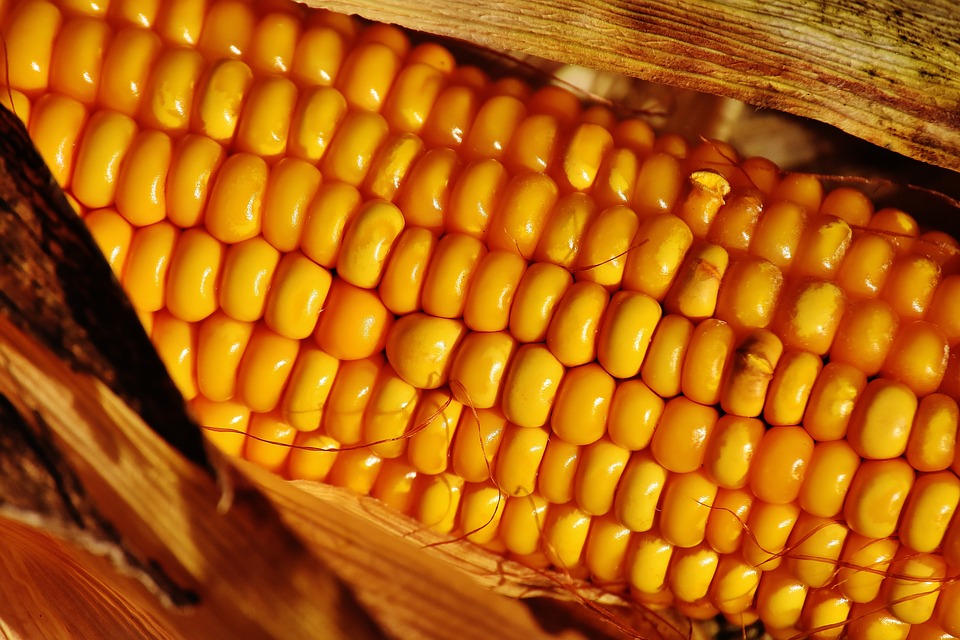 kukuruz vlažnog zrna gustina sklopa dan polja otkup kukuruza kukuruzna siva divlji sirak kukuruz kvalitet tržište