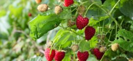 malina ljubičasta sadnja maline aminokiseline plodovi maline
