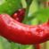 paprika ljuta zeolit pomaže kalijum zadruge za bolji