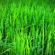 kamut herbicid fungicid pšeniva njena azot višak