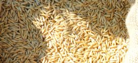 setva optimalnipšenica kvalitet organska spelta razmena sumpor nužan setva pšenice suzbijanje bolesti pšenica uslovi podna skladišta