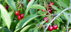 trešnja voće trešnja izbor trešnja zelena rezidba gusta sadnja