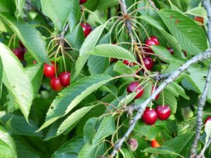 trešnja voće trešnja izbor trešnja zelena rezidba gusta sadnja