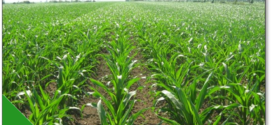 kukuruz zaštita useva