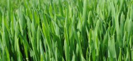 prihrana setva pšenice pšenica organski setva ulaganje pepelnica pšenice bokorenje odlučuje fuzarioza pšenice pšenica faze