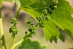 pepeljasti groždjani grožđani prihrana vinove organsko vinogradarstvo faze razvoja cvetanje vinove loze vinograd posle