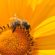 podsticaji za pčelare krediti pčelarima biodizel organska proizvodnja pčela leska u srbiji oksalna kiselina u smiraj dana