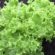 endivia organika salata cele godine integralna zaštita