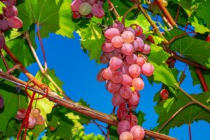 produktivnost čokota prerada grožđa bor pozitivni