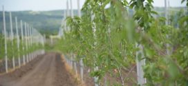 ugovorite sadnice sadnja trešnje mašinsko orezivanje zelena rezidba rasadnik u sremu