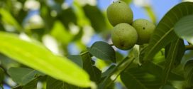 uticaj klime