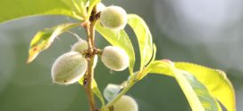 nektarine napad pepelnice opadanje plodova plodovi blizanci breskve proreda