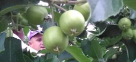 proređivanje plodova drugi sabor jabuka kvalitet