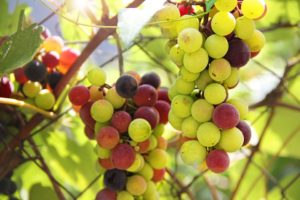 korovi u vinogradu vinograd od sastav bobica