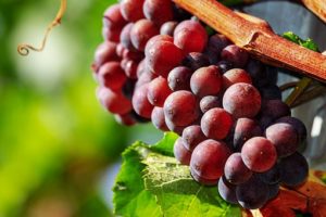 proređivanje grozdova