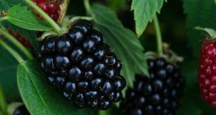 azijska vočna mušica