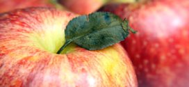 Jabuke izvoz borovnica jabuka gala Evropa berba jabuka rodila