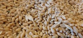 naturalna razmena agrotehnika žitni moljac pšenica za razmenu otkup