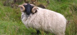 remont stada ovaca ishrana priplodnih prirodni načini