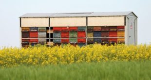 podsticaji za vredne pčele