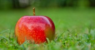 jabuka gala nova saznanja u voćarstvu